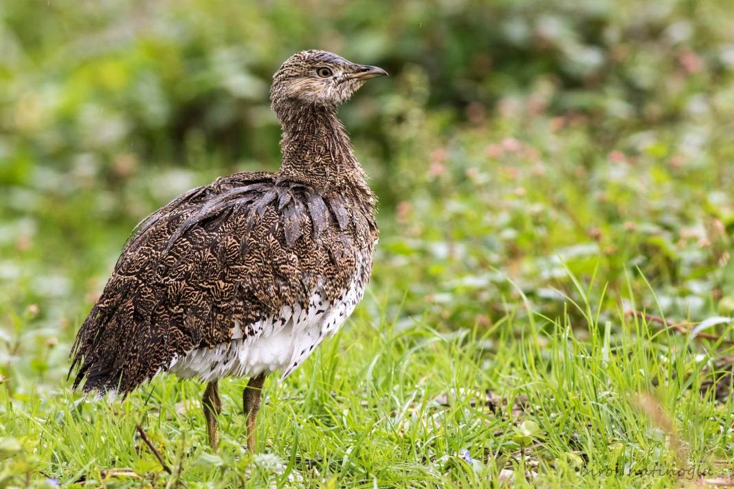 Anadolu Parsını avlayanlar yandı! Cezası 30 milyon lira - Resim: 4